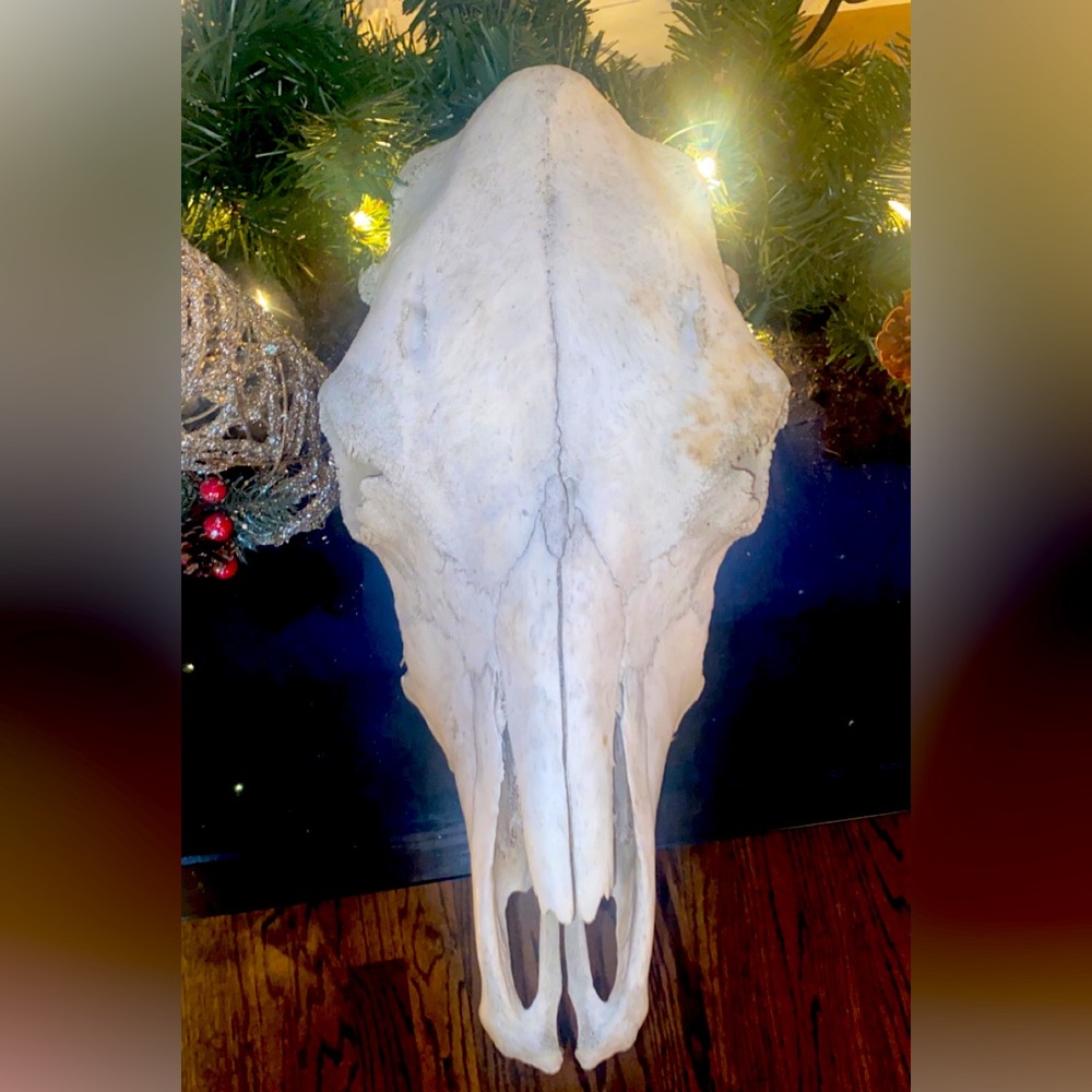 Real cow skull